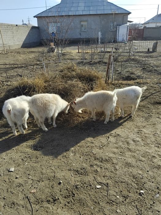 Ешкі сатылады туркестан