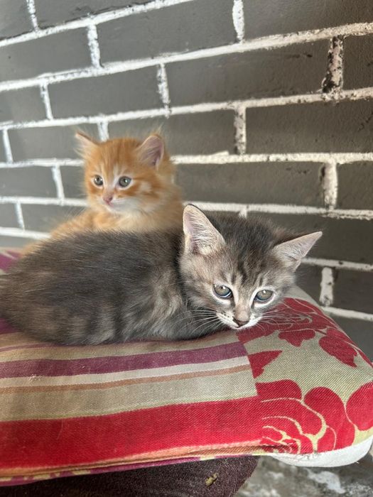 Отдам котят в хорошие руки