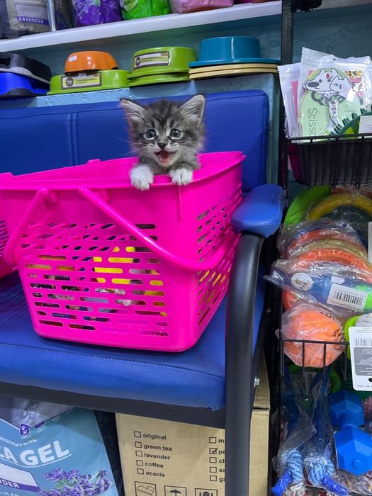 Котенок ищет хозяев
