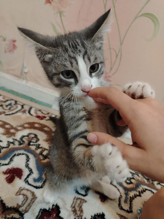 Котенок мальчик 3месяца