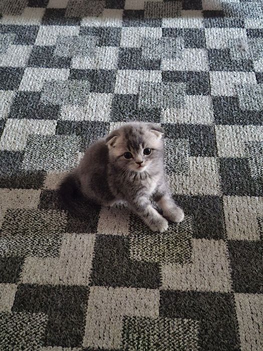 Котёнок   Скоттиш ФОЛД