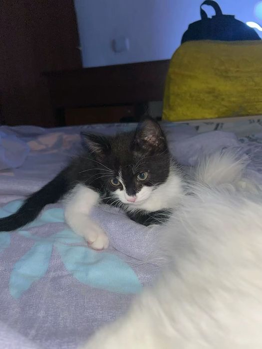 Отдам котенка мальчик