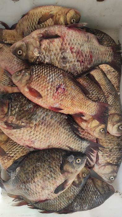 Карась жёлтый ..