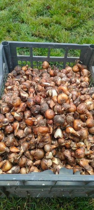 Bulbi narcise galbene