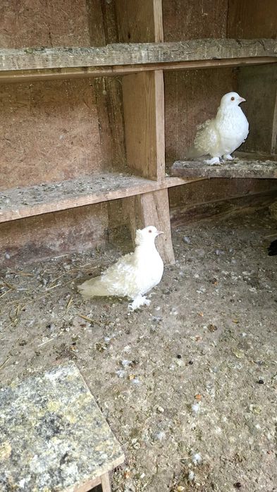 Animale si pasari