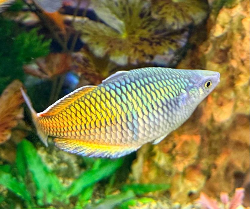 Меланотения Боесмани рейнбол