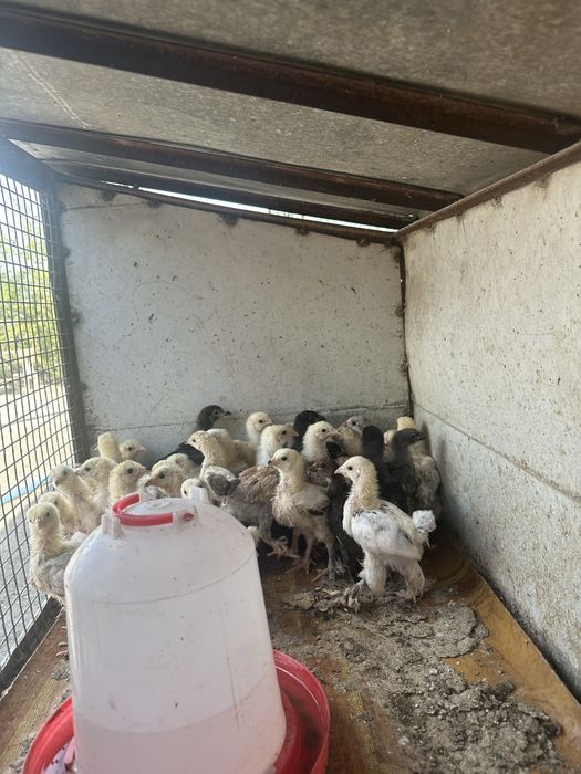 Продам цыплят Брама