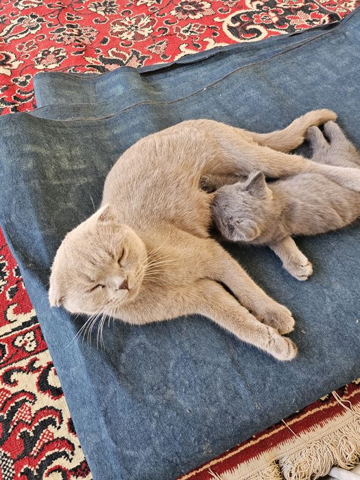 Мушук боласи сотилади