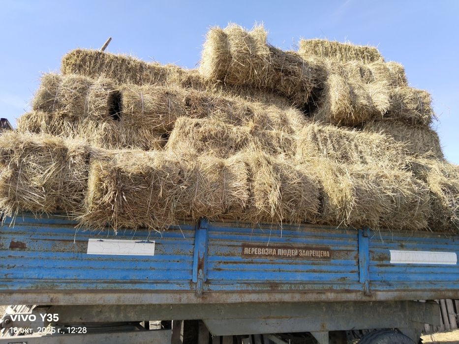 Сено тюках 1000тг