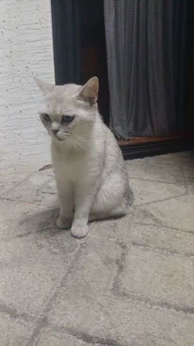 Отдам Кошку с котенком