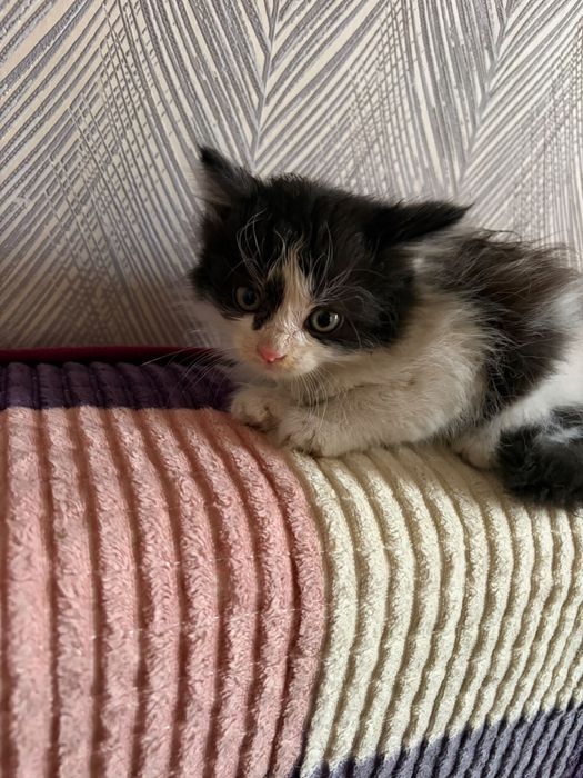 котенок девочка даром