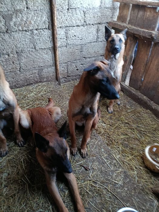 Продам щенков малинуа