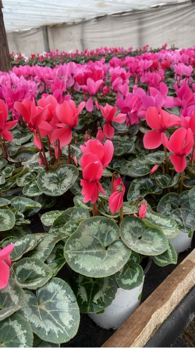 Flori perioada 14-8 februarie