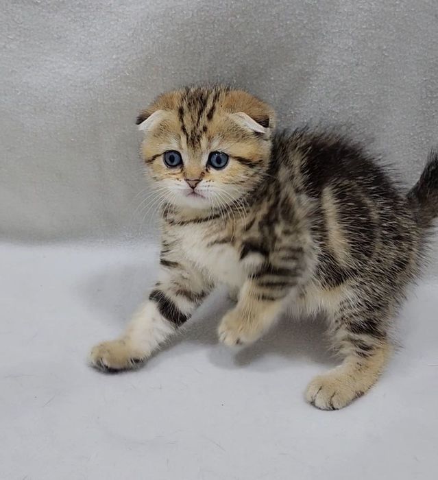 Скотиш фолд девочка золотая шиншилла мраморная