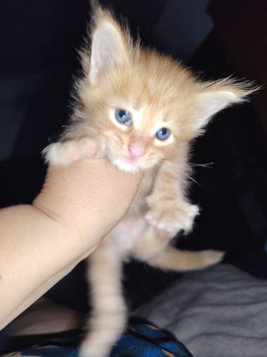 Мейнкуны котята рыженькие