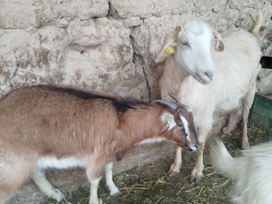 Ешкы.  сатылады.