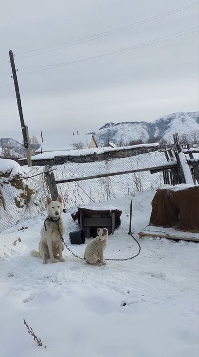 Продам щенят лайки
