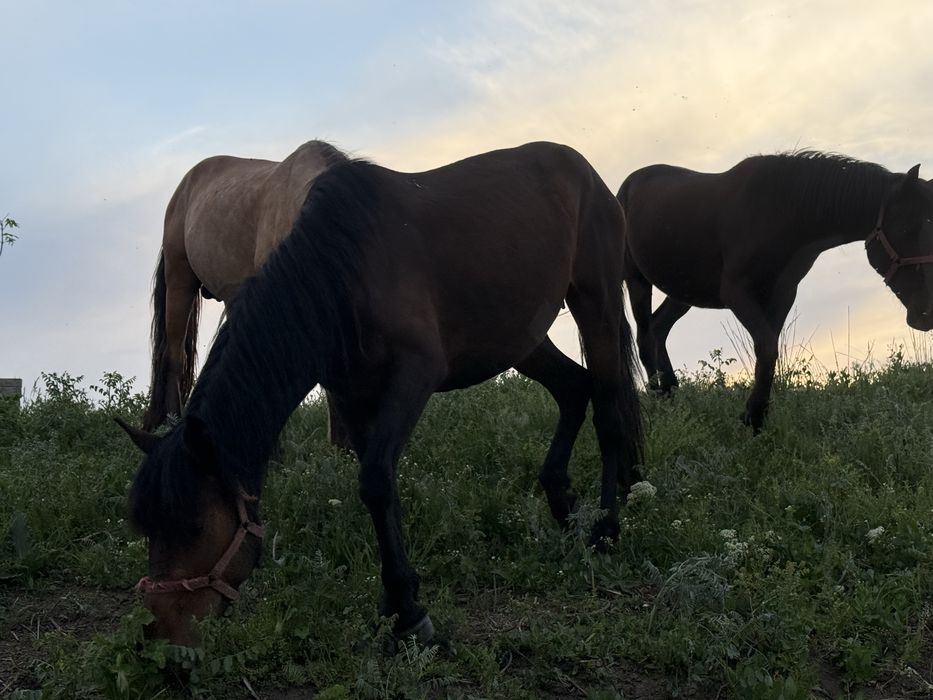 Продам лощадей самец и две самки цена за одну ,можно на разведение