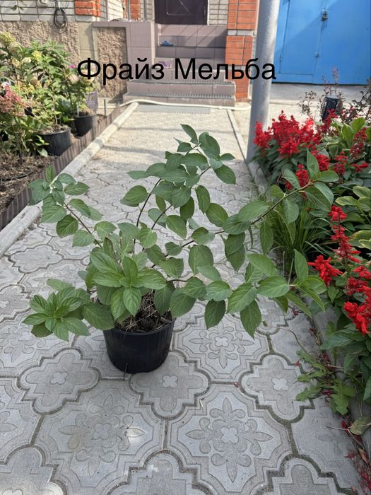 Гортензии - Фрайз Мельба, Сандей Фрайз