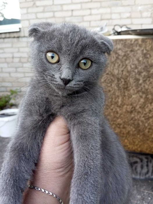 Отдам в добрые руки