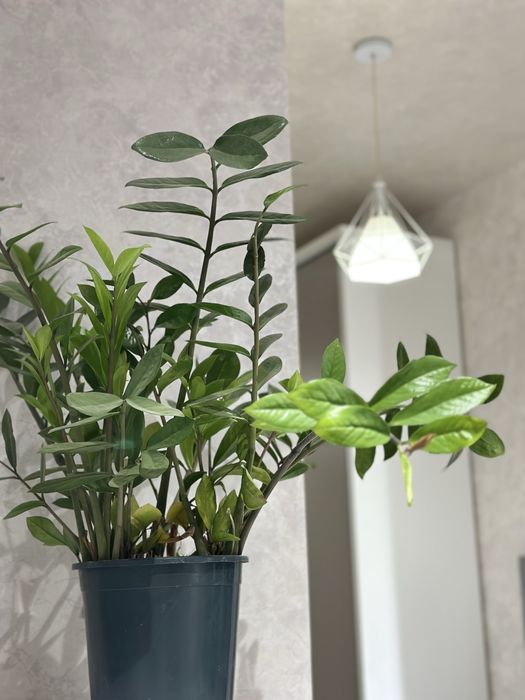 24/7 Kunlik Kvartira суточная квартира