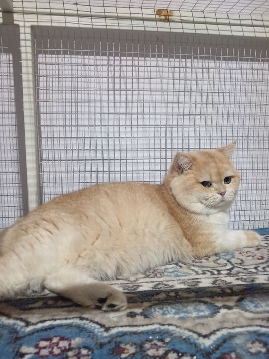 Британский шиншилла вязка