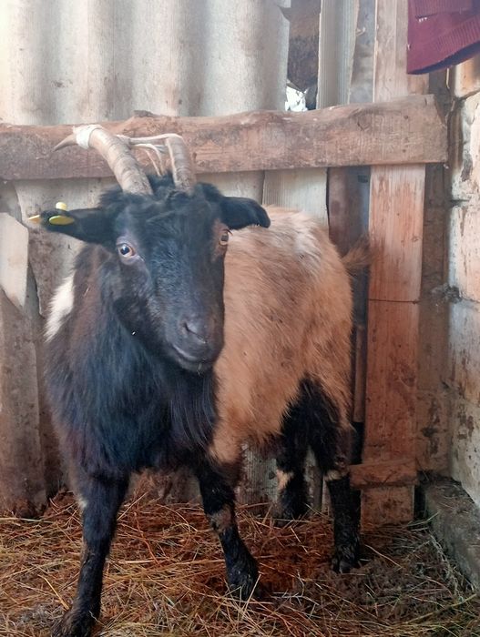 Ешкі буаз күйі жақсы