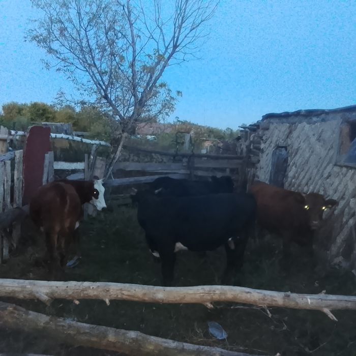 Продам коровы, телёнки