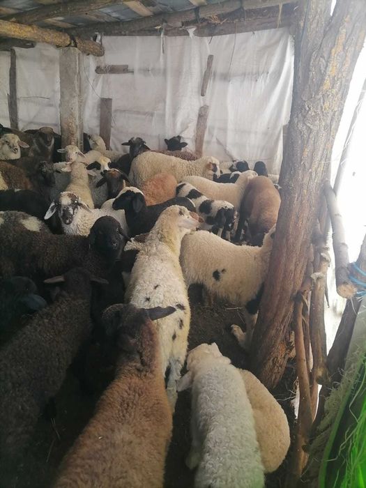 Vând Miei Paste pentru sacrificare in viu