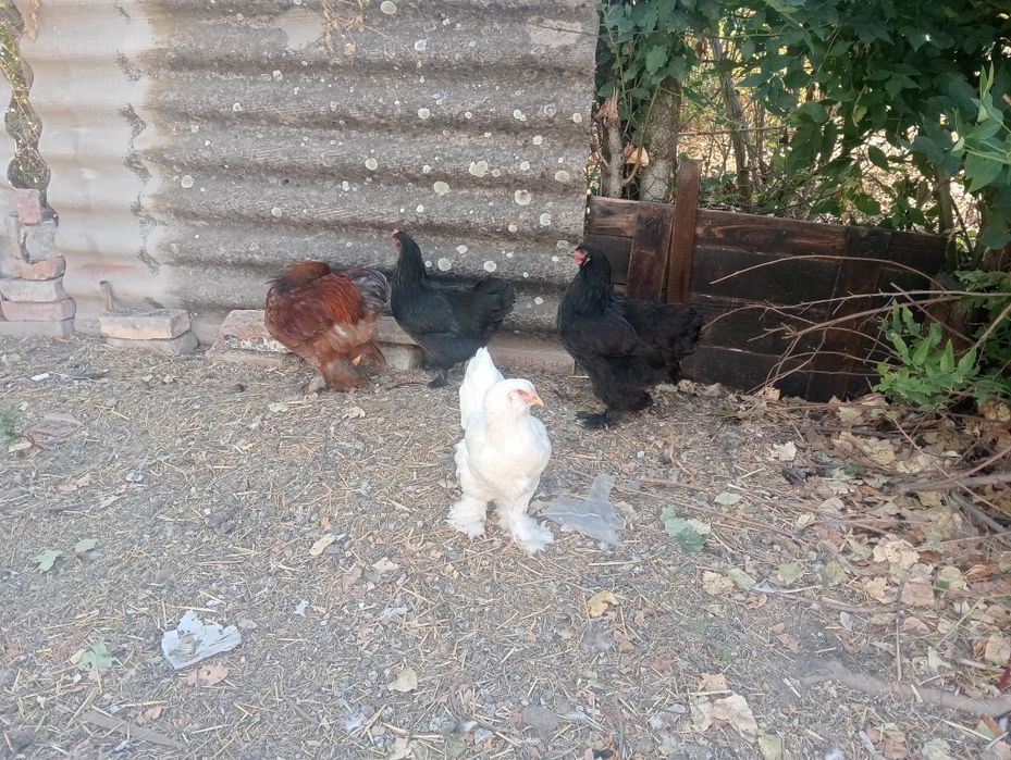 Vând oua de incubat brahma