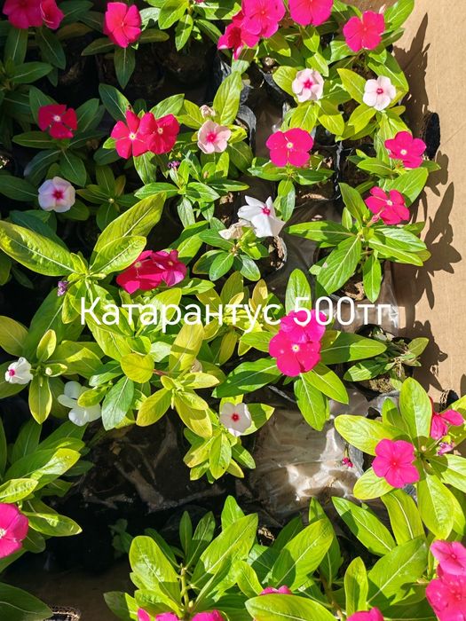 Продам цветы, комнатные и садовые.