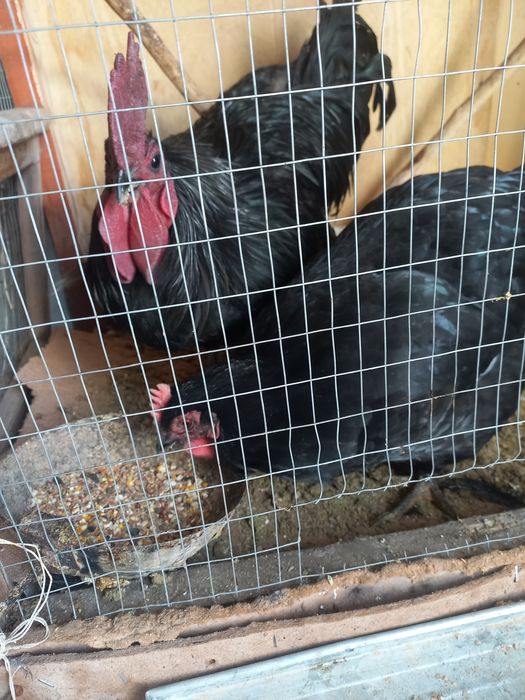 Хуроз товук сотилади.