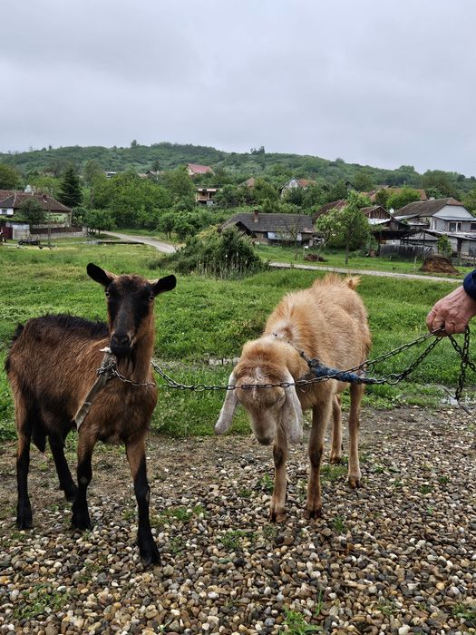 Animale,Țap+capră