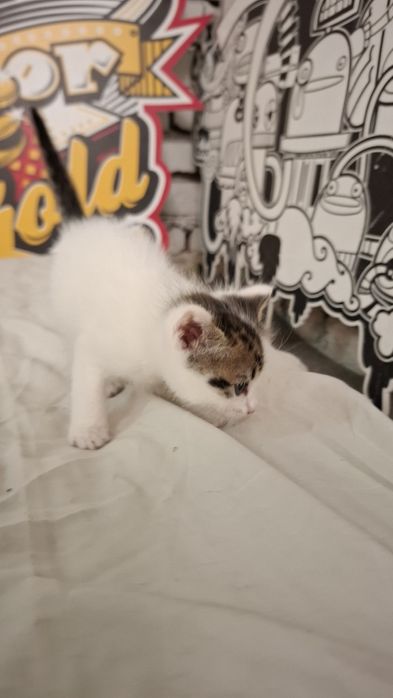 Подарява се малко котенце – спешно търси дом!