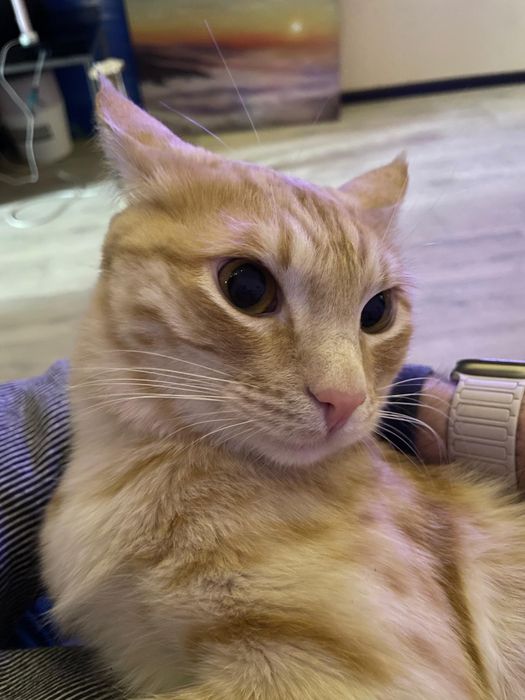 Пропал рыжий кот