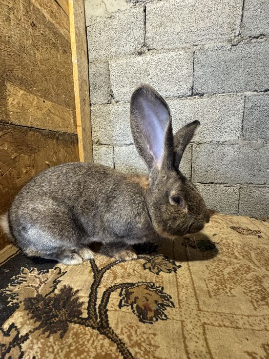 Vand Mascul Urias German