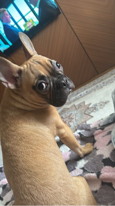 Французский бульдог