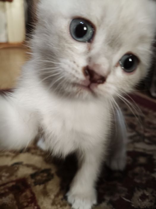 Отдам котенка, девочка, бело-молочная