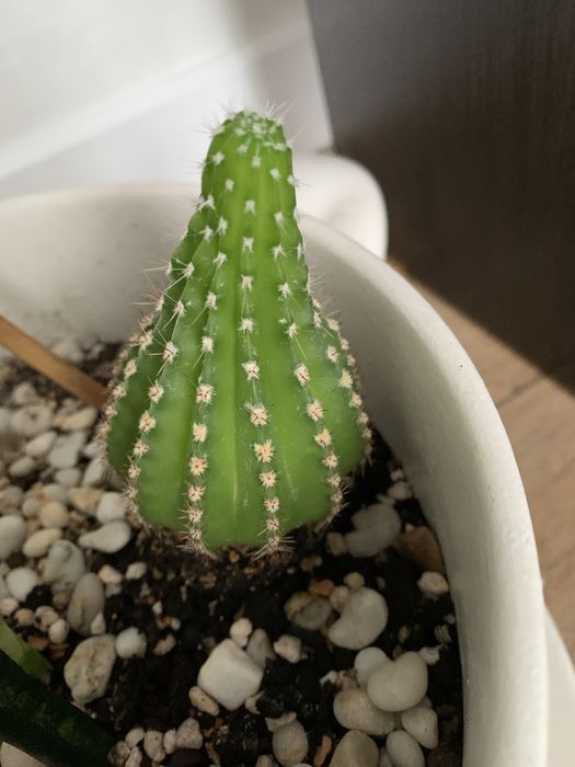 Кактусы эхинопсисы 10 см