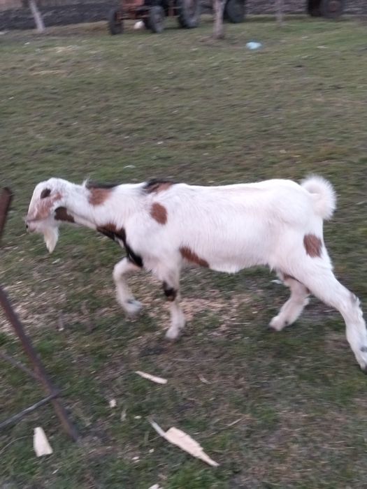 Vând ied tanar 2025