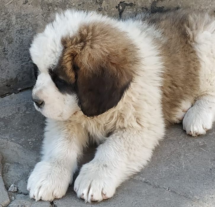 Продам щенков Сенбернар