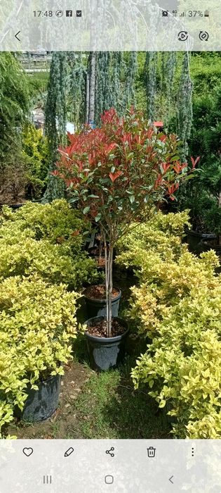 Plante ornamentale Palmieri  Catalpa Leylandii