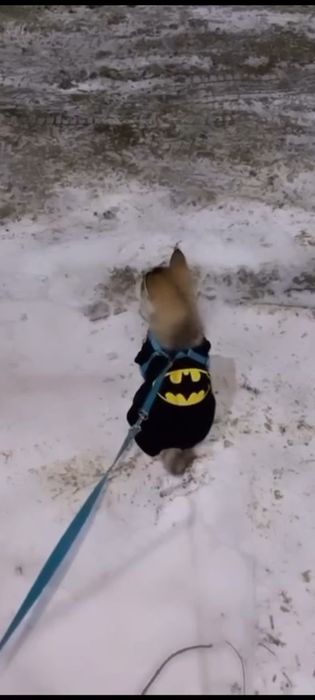 Продаётся сибирский хаски. Мальчик.