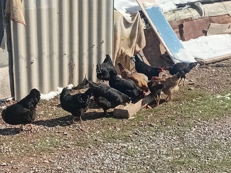 Тауықтар сатылады