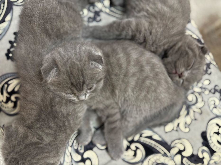 Scottish Fold mushuk bolalari sotiladi