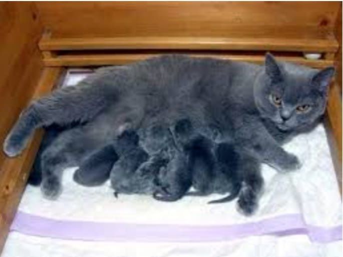 Британские котята