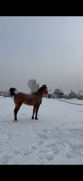 Айғыр сатылады келіп көріңіздер