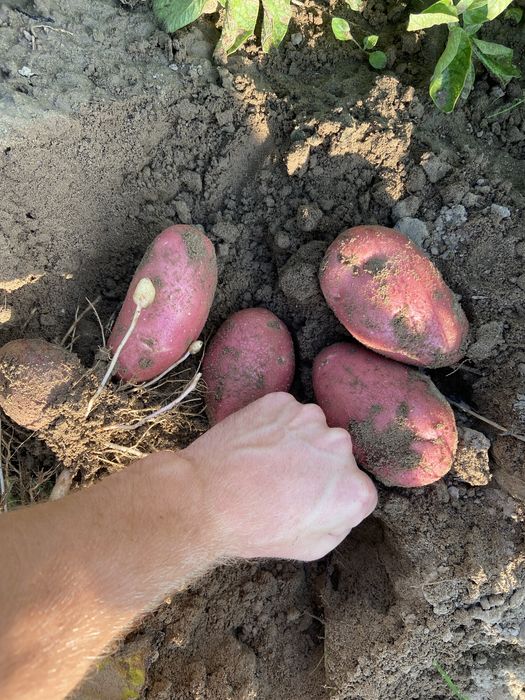 Cartofi producția 2025