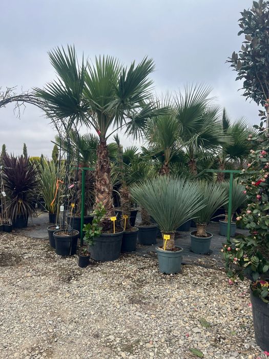 Plmier și multe alte specii de plante ornamentale