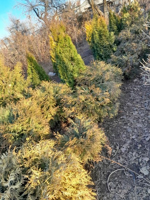 Шаравидная туя .